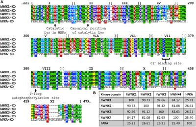 Physiological Processes Modulated by the Chloride-Sensitive WNK-SPAK/OSR1 Kinase Signaling Pathway and the Cation-Coupled Chloride Cotransporters